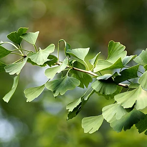 Titelbild für die Veranstaltung Mal-Workshop: Goethe und der Ginkgo