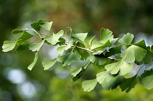 Titelbild für die Veranstaltung Mal-Workshop: Goethe und der Ginkgo